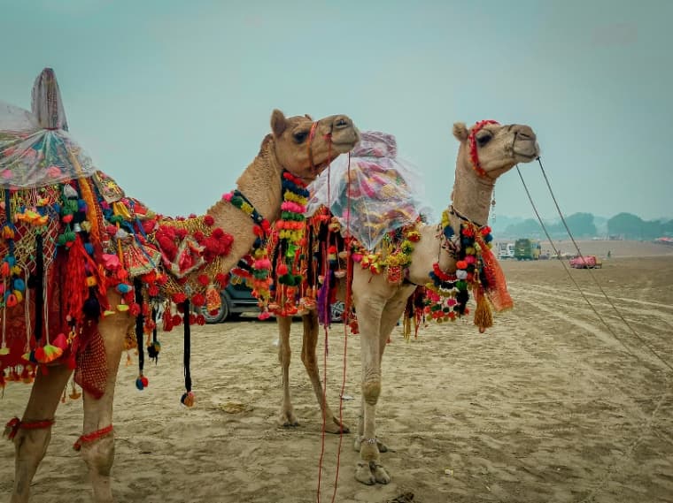 Dubai Desert Safari
